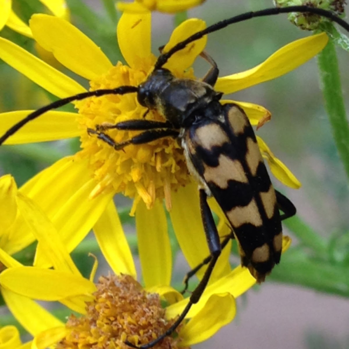 Longhorn beetle