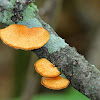 Neofavolus Polypore