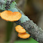 Neofavolus Polypore