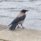 Hooded crow