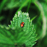 Meraviglia della natura di 