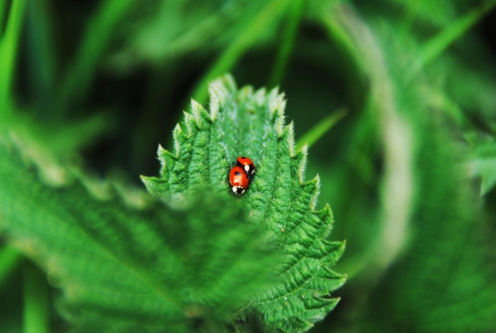 Meraviglia della natura di photoand