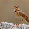 Jerdon's Bush Lark