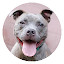 Pitbull HD New Tabs Popular Pets Themes