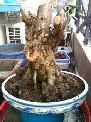 trồng bonsai 1000000240