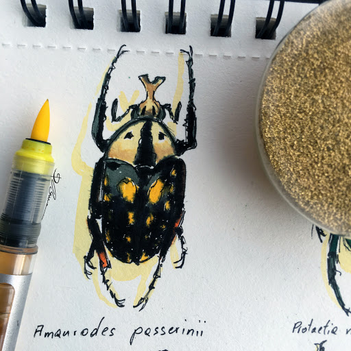 Barbara Baumann Drawing bugs