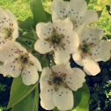 Pear tree flower