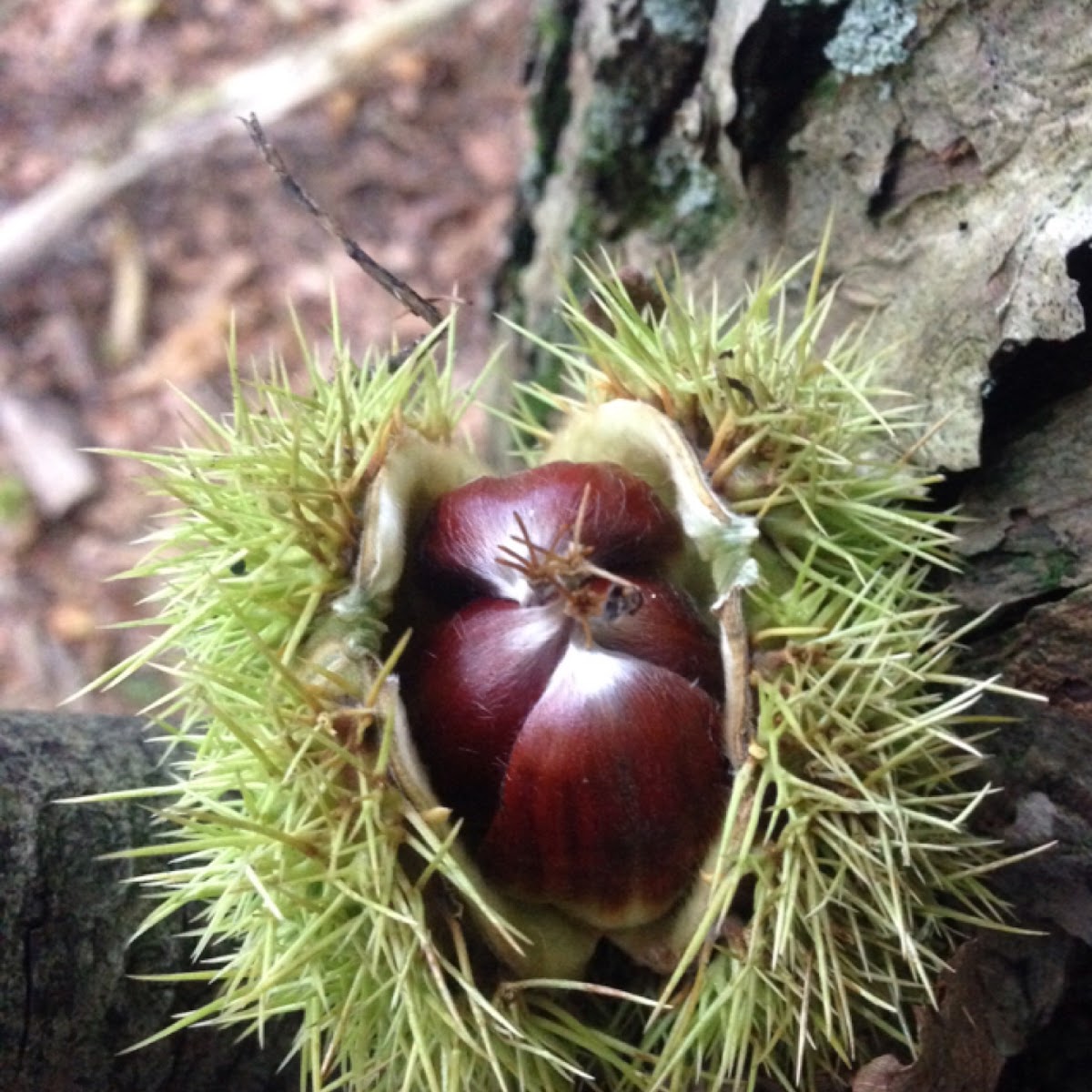 Sweet chestnut