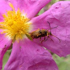 Fairy-ring longhorn beetle