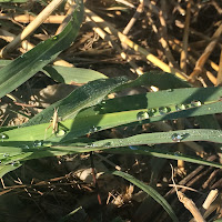 Jiminy Cricket in the dew di 