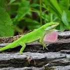 Green anole