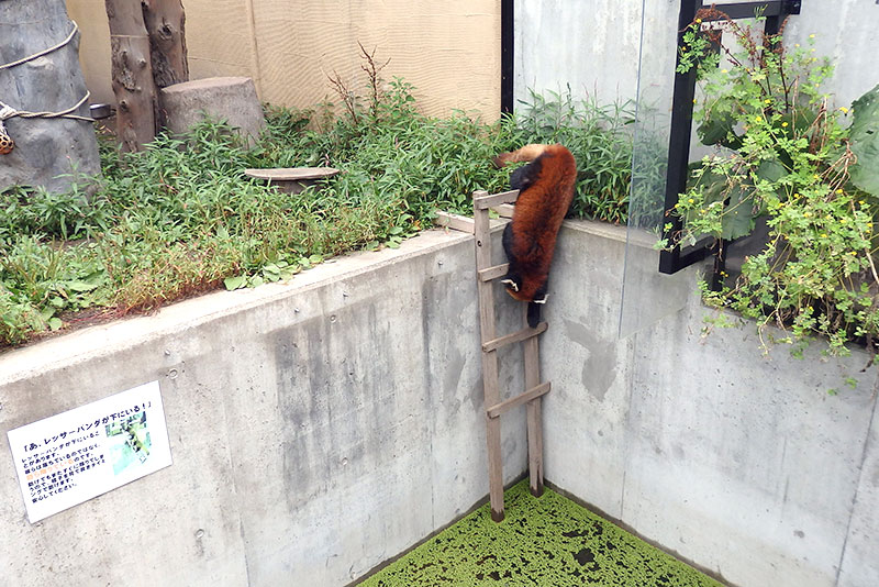 旭山動物園：レッサーパンダ館