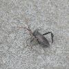 Leaf-footed bug