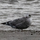 Gull juveniles