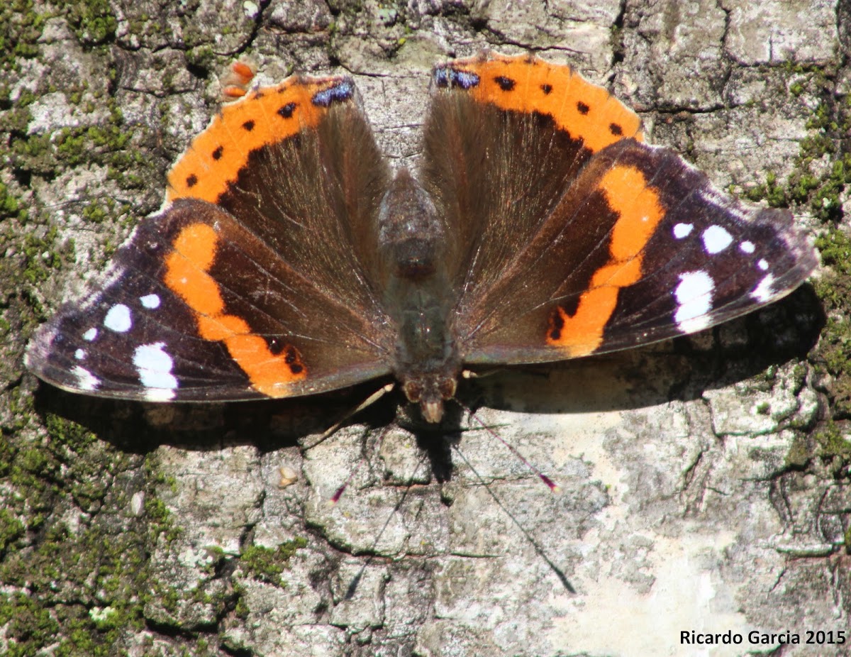 Red Admiral (Almirante-vermelho)