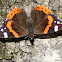 Red Admiral (Almirante-vermelho)