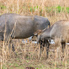 Asian Water Buffalo (wild, nursing calf)