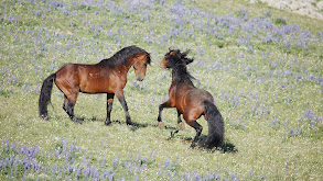 American Horses thumbnail