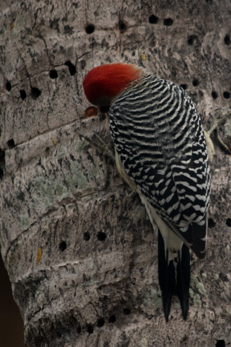 Red-bellied Woodpecker