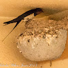 Barn Swallow; Golondrina Común