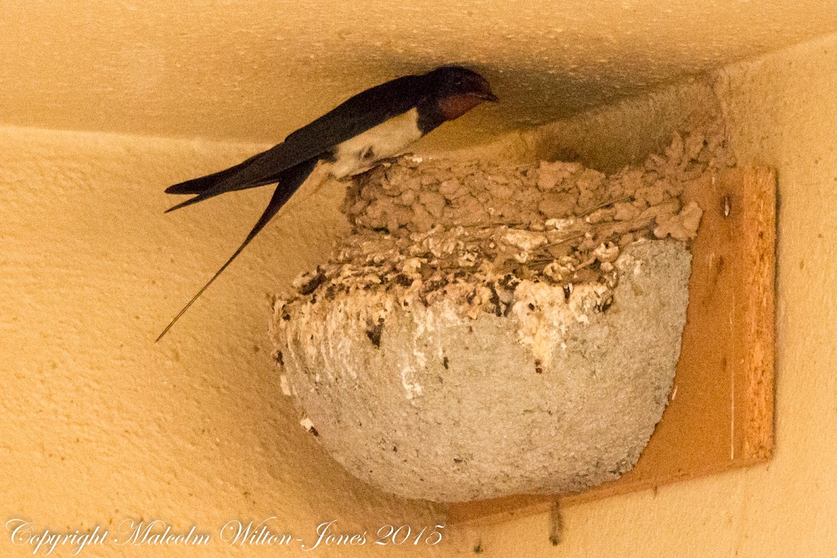 Barn Swallow; Golondrina Común