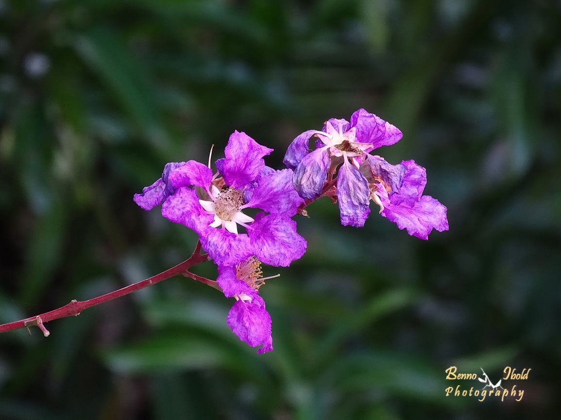 Queen's crape-myrtle