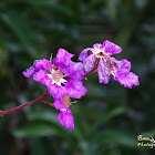 Queen's crape-myrtle