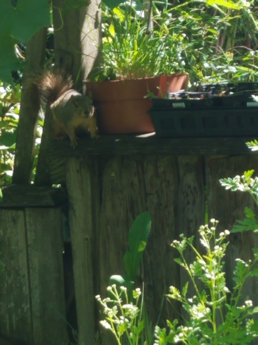 Fox Squirrel