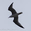 Audouin's Gull; Gaviota de Audouin