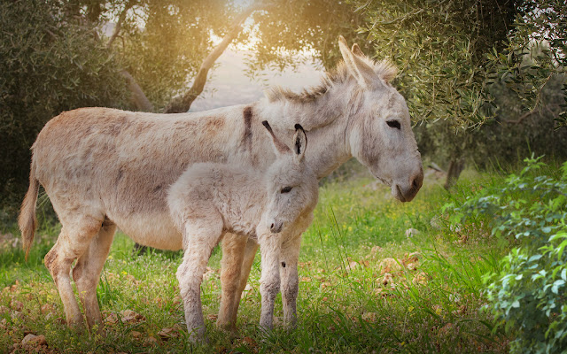 Donkey HD Wallpapers New Tab