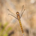 Libélula (Keeled skimmer)