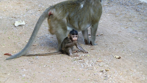 Monkey Morning in Cambodia 2016