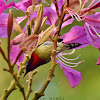 Fork-tailed SunBird (male)