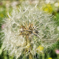 Taraxacum di 