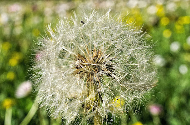 Taraxacum di anapeas