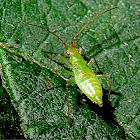 Black-kneed capsid nymph