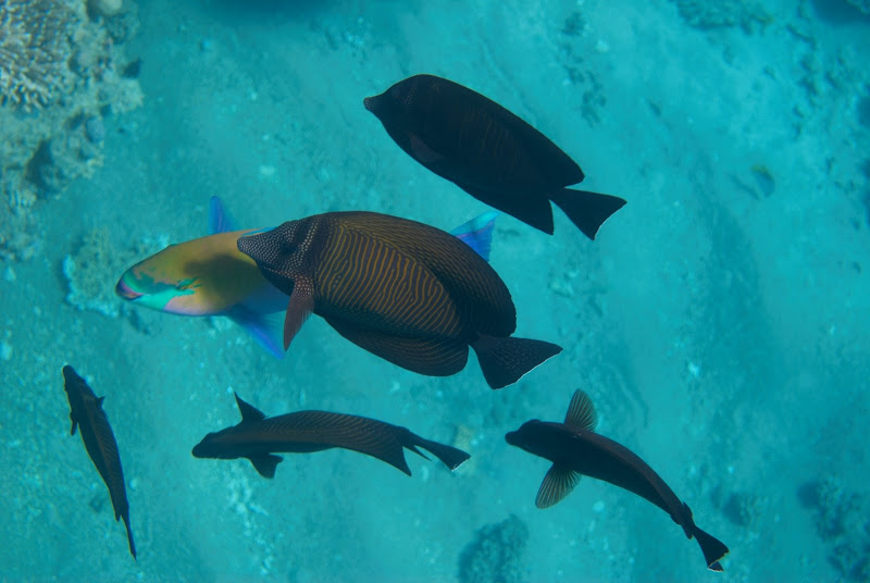 Подводное фото. Камеры, аквабоксы