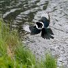 Black-Billed Magpie/ American Magpie