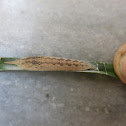 Pupa