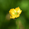 Spinyfruit Buttercup