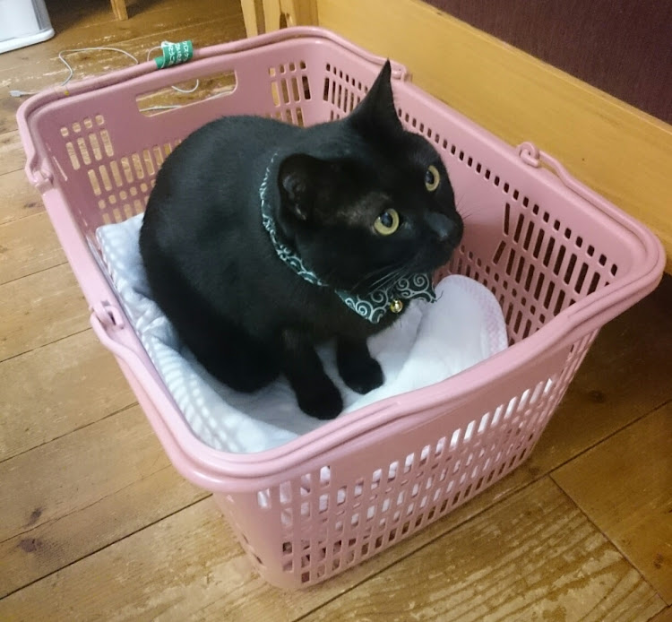 ハイゼットカーゴのステッカー手切りするも心折れる・買い物かご猫②に関するカスタム事例の投稿画像3枚目