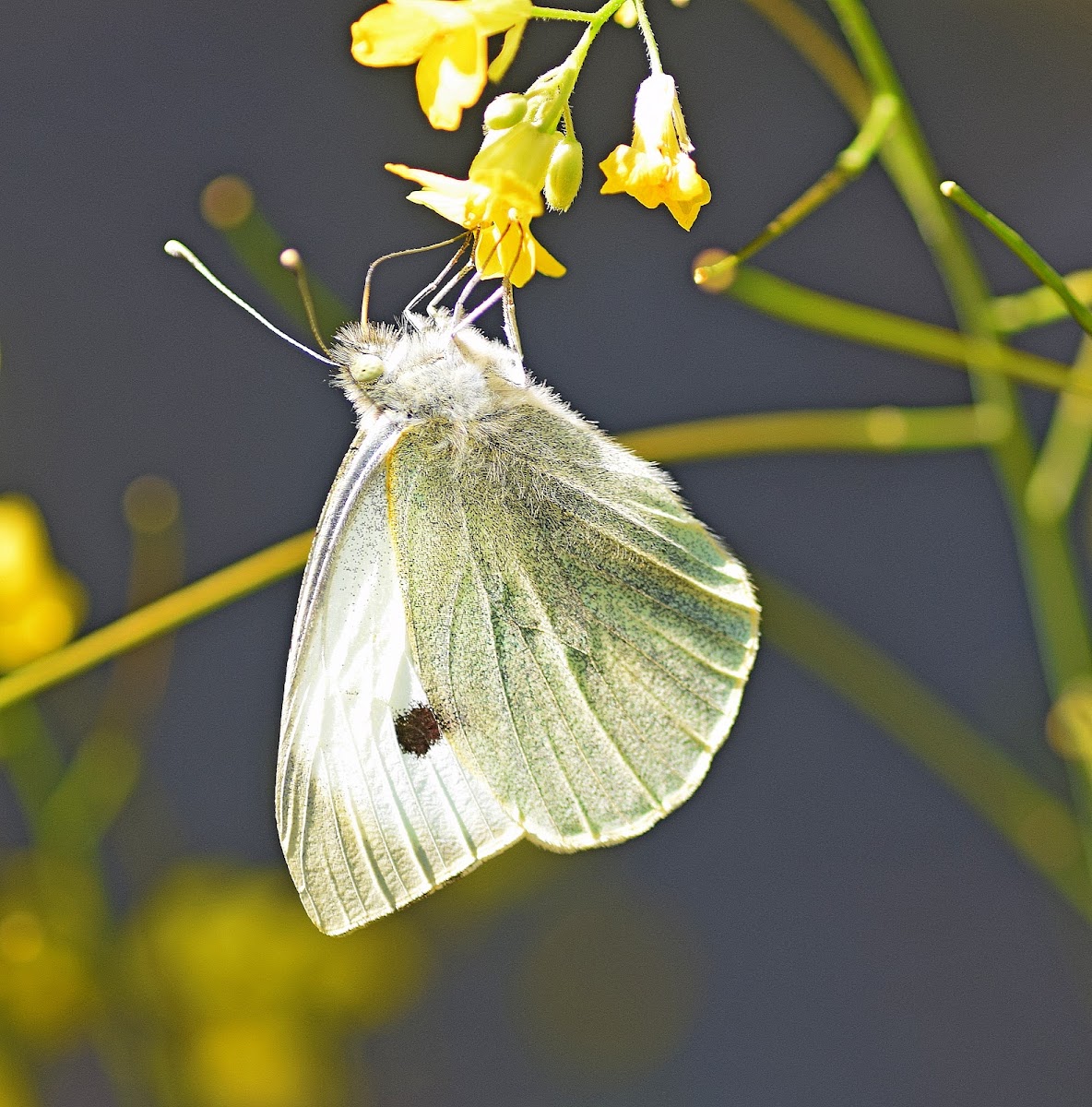 Large White Butterfly