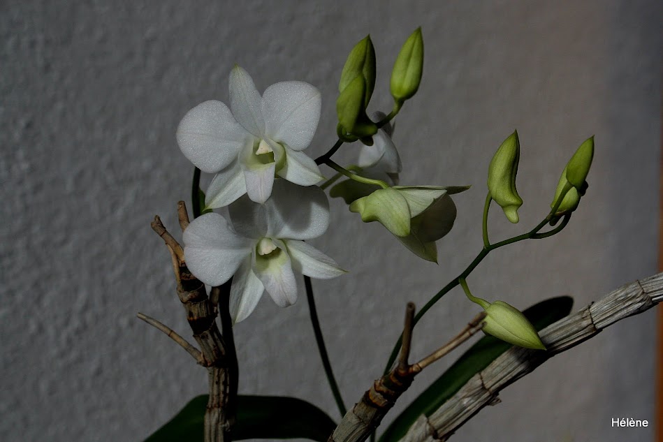 Dendrobium phalaenopsis _Tk7Ondsup7tG5MJmeUqcLl0hfnsUhlzeM2cpJW3gkp7jH9HPOU6N9qVy6X5d37sCDRfr-0Xn9izkt_mTqOEgrhzTPfswj_KVptUgs4C6-CPxfPfeKBH9cOJPZ0V3CUlHgIPr33fdQH-aPKKAKf-45YmiT42EDK_S4Qa3orfgk4u_oIW0NLWVCH17jvABHySudHMmVg1mc1muJtHFr_uSs0OAWzQIE15OmoLA4SE1464KAd28UZdfF2AlZ9tPg7LkJ8M3J-QpmfnwJY9wVLHkBs_237y8WIoFZZyFcTmxi-V0NieKpY9tsMnWk2tMnY6h5l_dmkpJCmp548WFNqGDmaZaY2BAibq3v2-SFCQ-9hFS7gCkbNytvYPPRidKTFIFJ_wKsDrN3pU3L0bJysJd3HTxcjc3xnVCCohtjPmkpn_cZ4vV1Drpsck3ucdNjrHHsi6uRdVViBWVXaVMAfZTtuyy8ZzEOtCTDK29omsJ5z5x3gM-ITfIvrPaKPaihUSQlLZWr3KpkGMngG5qZzM0psth9LiZj2_--mPpxm-th4n=w950-h633-no