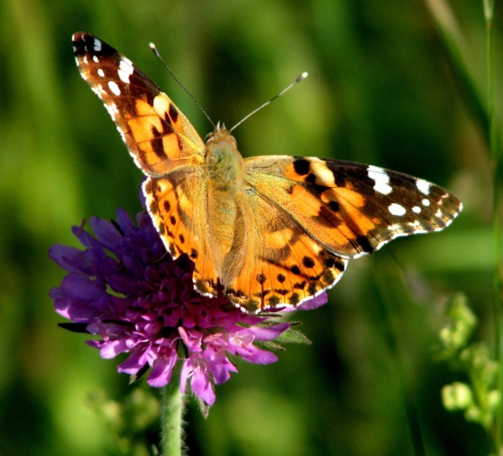 The butterfly di knicks