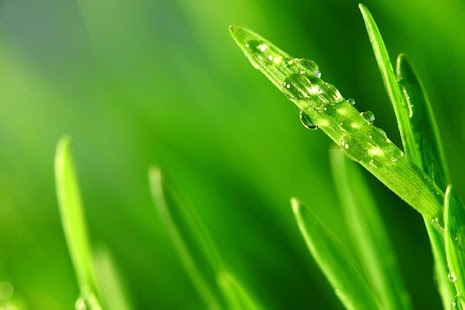 cool green live wallpaper free Screenshots 7