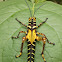 Giant Red-winged Grasshopper