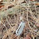 Hickory Tussock Moth Caterpillar