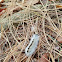 Hickory Tussock Moth Caterpillar