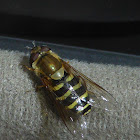 Syrphid Fly