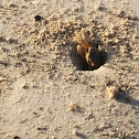 Atlantic ghost crab